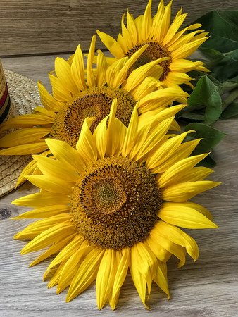 the Straw Hat sunflowers on the tableの写真素材