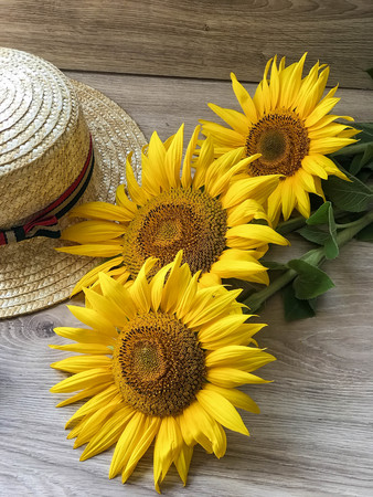 the Straw Hat sunflowers on the tableの写真素材
