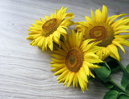 the yellow sunflowers on a wooden backgroundの写真素材