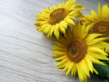 the yellow sunflowers on a wooden backgroundの写真素材