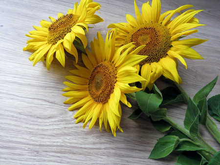 the yellow sunflowers on a wooden backgroundの写真素材