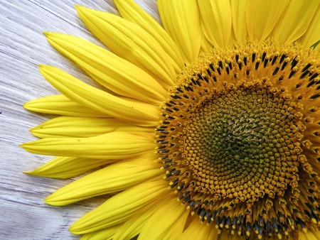 the yellow sunflowers on a wooden backgroundの写真素材