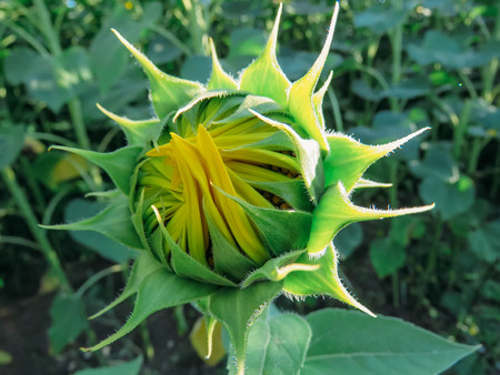 the yellow sunflowers bloom in summer fieldの写真素材