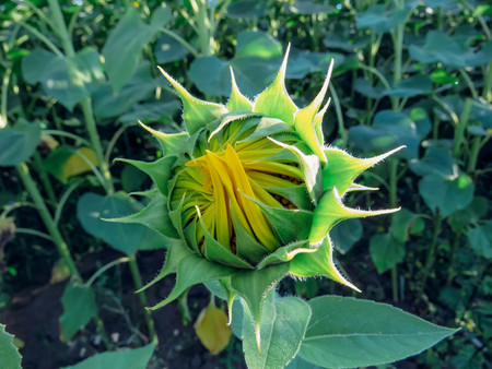 the yellow sunflowers bloom in summer fieldの写真素材