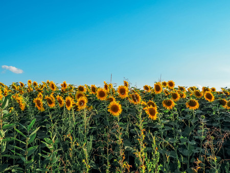 the yellow sunflowers bloom in summer fieldの写真素材