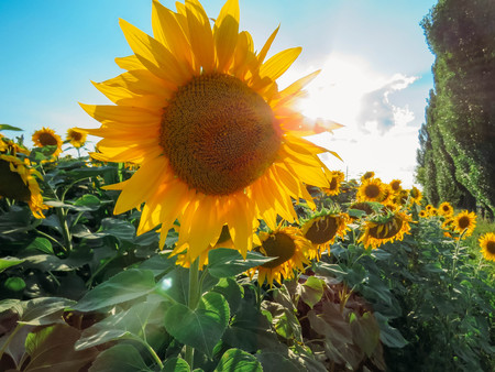the yellow sunflowers bloom in summer fieldの写真素材
