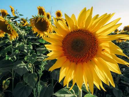 the yellow sunflowers bloom in summer fieldの写真素材