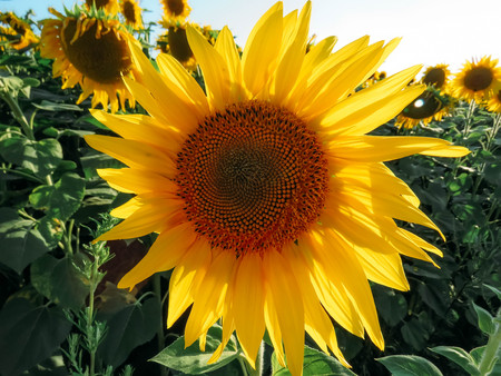 the yellow sunflowers bloom in summer fieldの写真素材