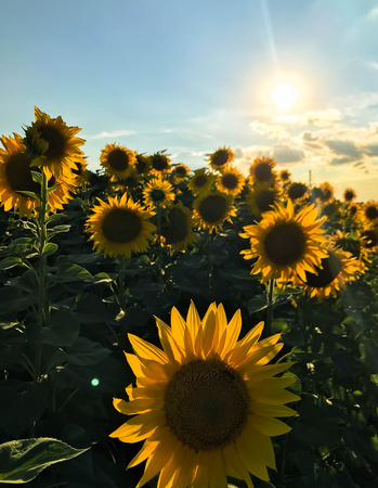 field of sunflowers at sunset in summerの写真素材