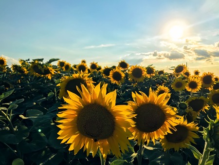 field of sunflowers at sunset in summerの写真素材