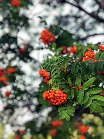 clusters of red mountain ash on a tree in summerの写真素材