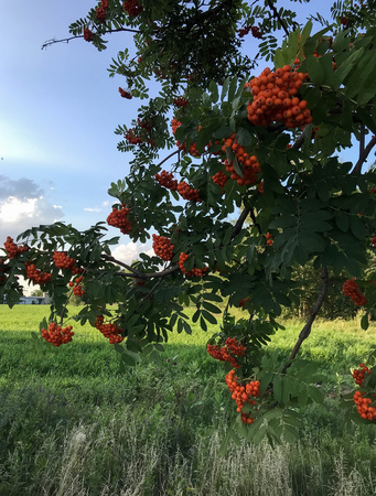 clusters of red mountain ash on a tree in summerの写真素材