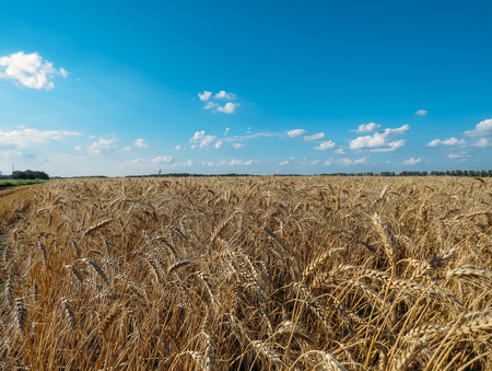 the Wheat field and blue sky in summerの写真素材