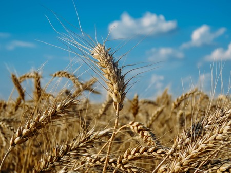 the Wheat field and blue sky in summerの写真素材