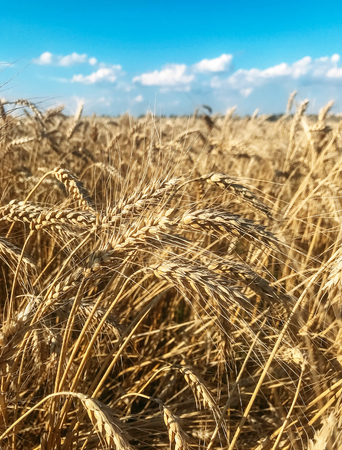 The wheat field and blue sky in summerの写真素材