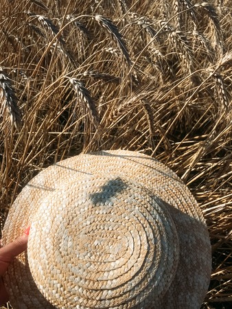 The straw hat in a wheat field in the Sunの写真素材