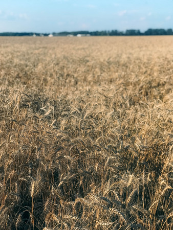The wheat field and blue sky in summerの写真素材