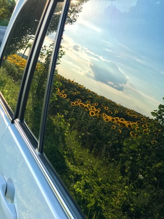 Field of sunflowers is reflected in the glass.の写真素材