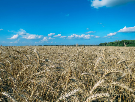 The wheat field and blue sky in summerの写真素材
