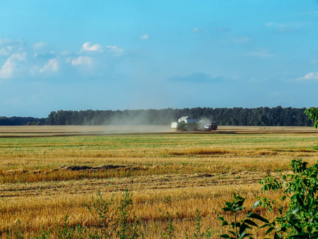 Harvester removes wheat on the field in Julyの写真素材