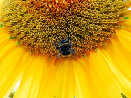 The yellow sunflowers bloom in summer fieldの写真素材