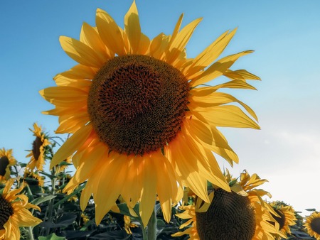 The yellow sunflowers bloom in summer fieldの写真素材