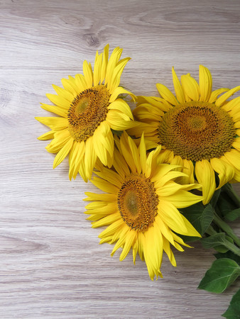 The yellow sunflowers on a wooden backgroundの写真素材