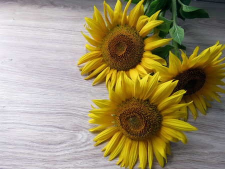 The yellow sunflowers on a wooden backgroundの写真素材
