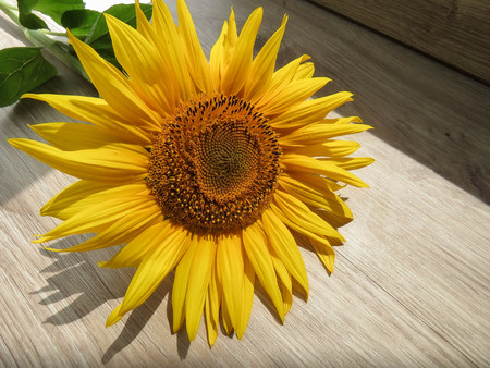 The yellow sunflowers on a wooden backgroundの写真素材