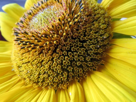 The beautiful yellow flower of sunflower close-upの写真素材
