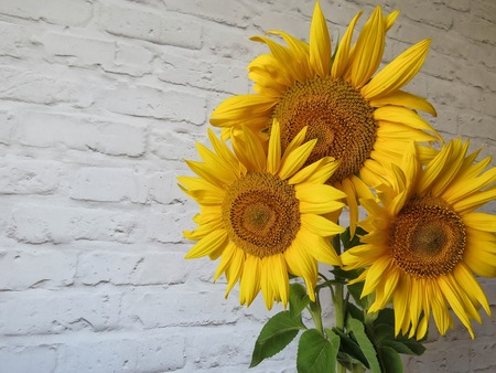 The bouquet of sunflowers in a vase in the kitchenの写真素材
