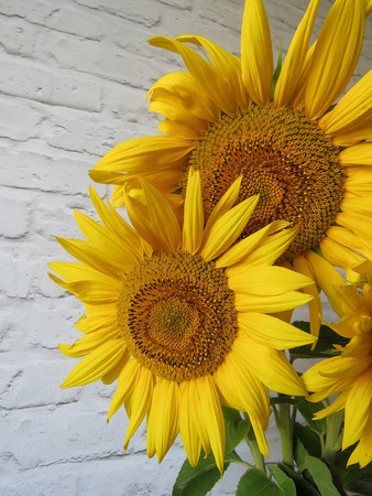The bouquet of sunflowers in a vase in the kitchenの写真素材