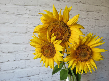 The bouquet of sunflowers in a vase in the kitchenの写真素材