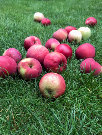 ripe red apples lie on the grass under the tree. healthy eating. eco-friendly products. organic fruits. copyspace. Organic Food. Style Top View Group Objectsの写真素材