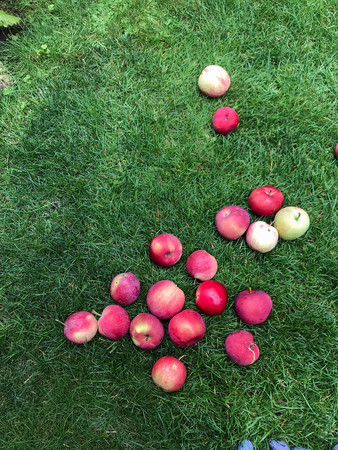 ripe red apples lie on the grass under the tree. healthy eating. eco-friendly products. organic fruits. copyspace. Organic Food. Style Top View Flat Lay Group Objectsの写真素材