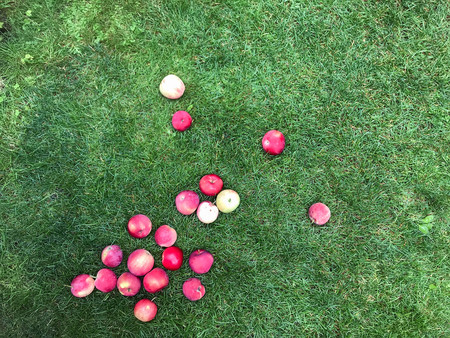 ripe red apples lie on the grass under the tree. healthy eating. eco-friendly products. organic fruits. copyspace. Organic Food. Style Top View Flat Lay Group Objects copyspaceの写真素材