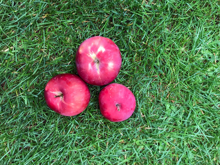 ripe red apples lie on the grass under the tree. healthy eating. eco-friendly products. organic fruits. copyspace. Organic Food. Style Top View Flat Lay Group Objectsの写真素材