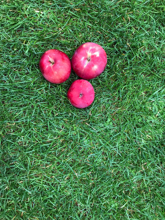 ripe red apples lie on the grass under the tree. healthy eating. eco-friendly products. organic fruits. copyspace. Organic Food. Style Top View Flat Lay Group Objectsの写真素材