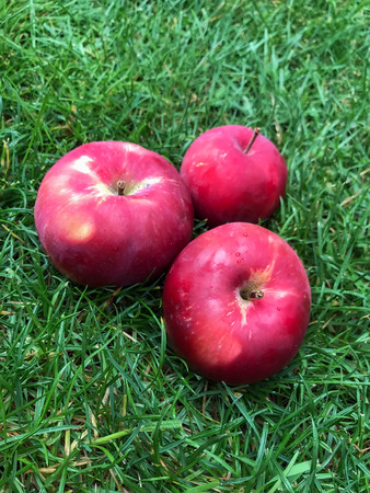ripe red apples lie on the grass under the tree. healthy eating. eco-friendly products. organic fruits.の写真素材