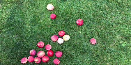 ripe red apples lie on the grass under the tree. healthy eating. eco-friendly products. organic fruits. copyspace. Organic Food. Style Top View Flat Lay Group Objectsの写真素材