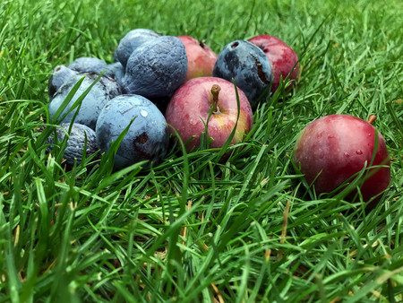 red apples and blue plums lie on the grass. healthy eating. eco-friendly products. organic fruits Style Top View Group Objectsの写真素材