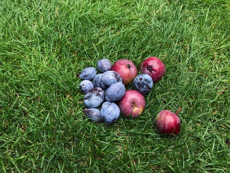 red apples and blue plums lie on the grass. healthy eating. eco-friendly products. organic fruits Style Top View Group Objectsの写真素材