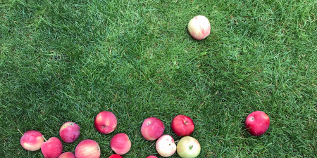 ripe red apples lie on the grass under the tree. healthy eating. eco-friendly products. organic fruits. copyspace. Organic Food. Style Top View Flat Lay Group Objectsの写真素材