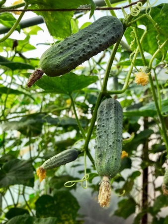 cucumbers grow on the branches. Organic Food. Style Top View Group Objectsの写真素材