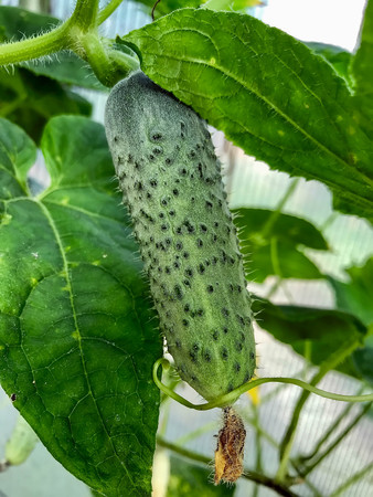cucumbers grow on the branches. Organic Food. Style Top Viewの写真素材
