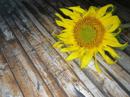 the Straw Hat sunflowers on the tableの写真素材