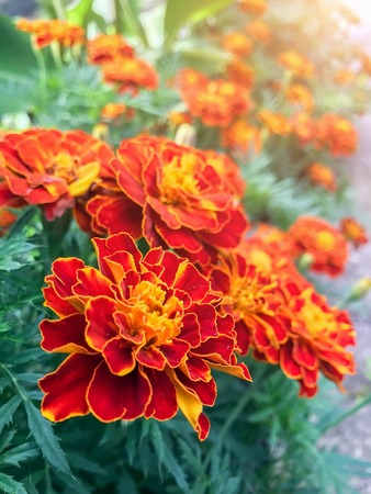 Orange marigolds are blooming profusely in the garden. Style Top View Group Objectsの写真素材