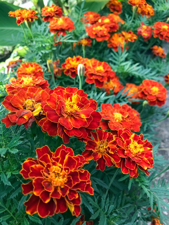 Orange marigolds are blooming profusely in the garden. Style Top View Group Objectsの写真素材