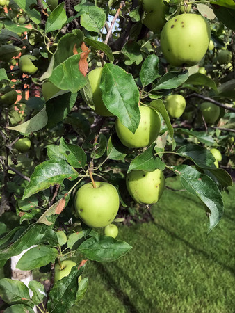 Apples ripen on the tree in summer. Organic Food. Style Top View Group Objectsの写真素材