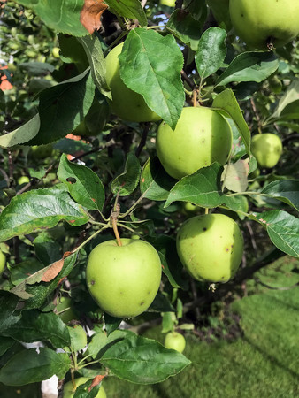 Apples ripen on the tree in summer. Organic Food. Style Top View Group Objectsの写真素材